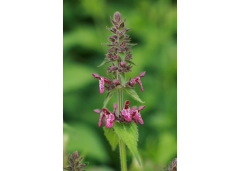 Waldziest (Stachys sylvatica) - © Emanuel Trummer